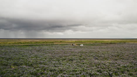 aerial dolly in shot of a wild lavender meadow in fjallsárlón, iceland
