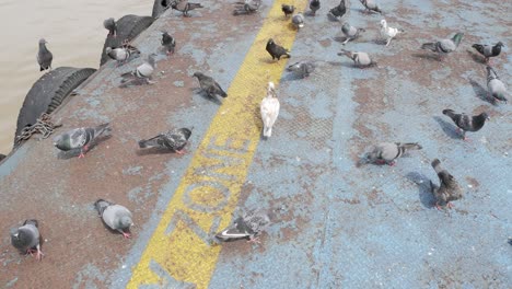 pajaro hambriento. las palomas comen pan. ave silvestre