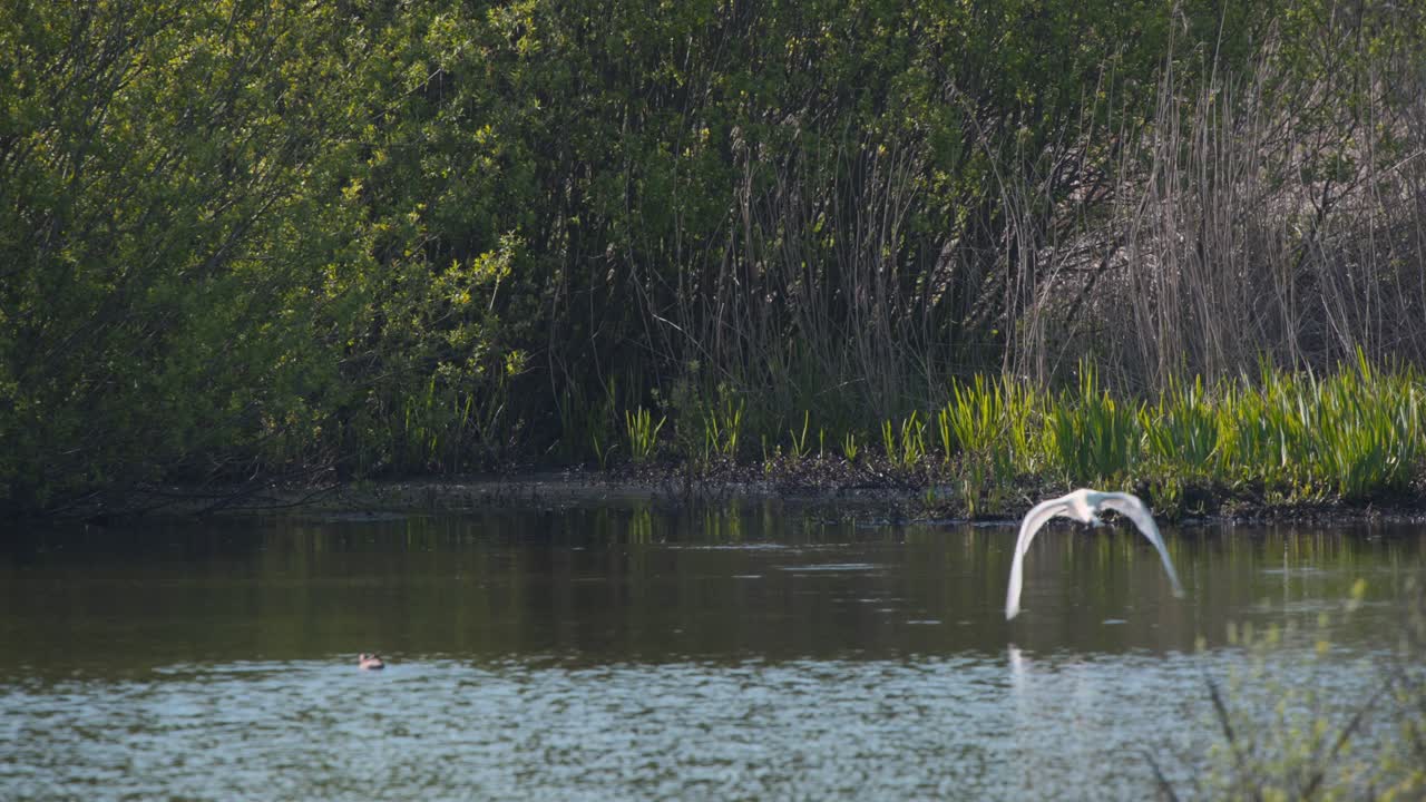 Eurasian Spoonbill taking flight above river wetland with reeds