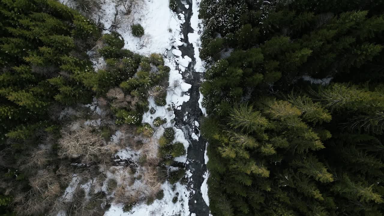 Cinematic 4K drone shot moving forward over a snowy forest in Norway, showing a cold mountain stream cutting through pine trees in early February winter light