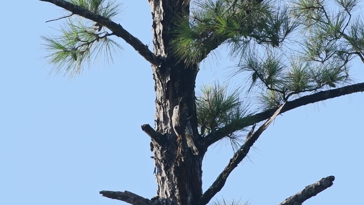 Young Mississippi Kite in a pine tree looking around curiously and cautiously waiting on it's parents