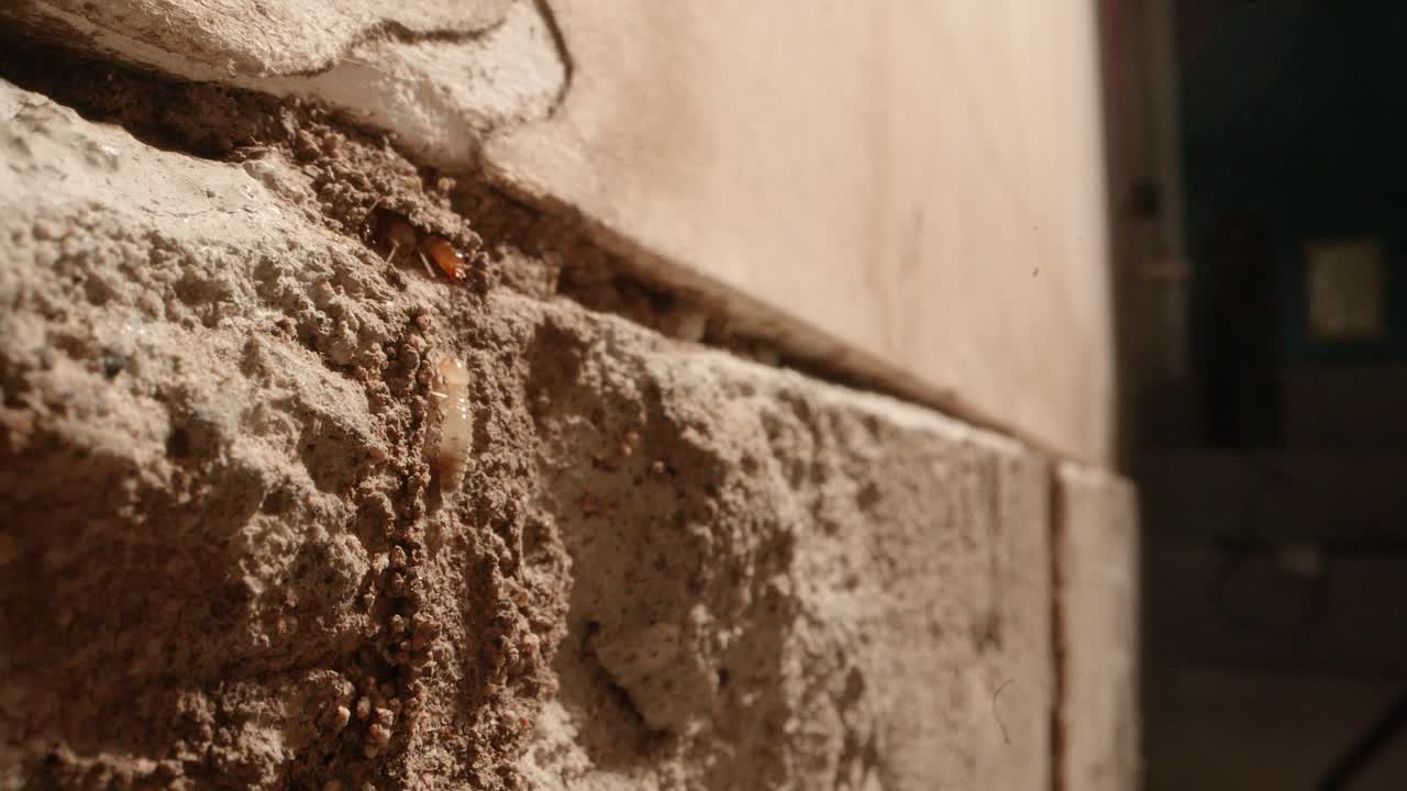 Una termite si arrampica su un muro per raggiungere una colonia nelle pareti di un garage in una casa, fotografata con un obiettivo Super Macro, quasi in stile National Geographic.