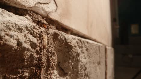 una termita sube una pared para llegar a una colonia en las paredes de un garaje en una toma casera con una lente supermacro casi al estilo de la geografía nacional