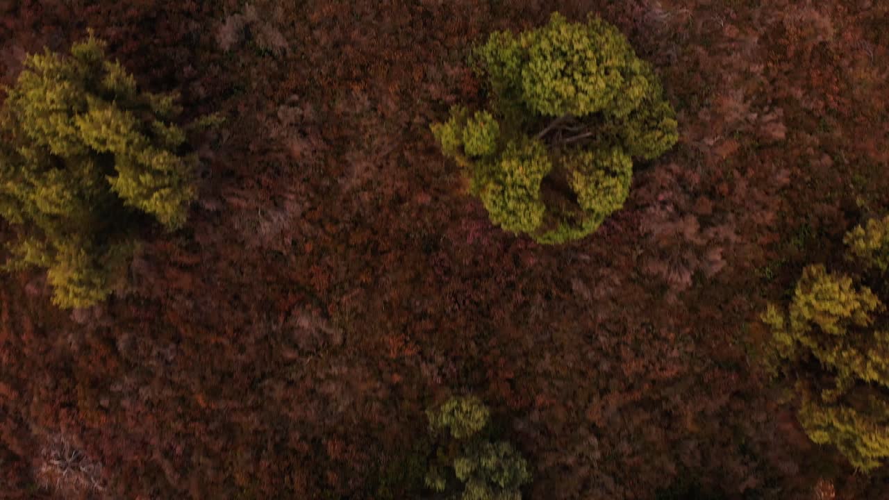 Vista aerea zenitale di campi di erica in autunno nei Paesi Bassi, parte di un paesaggio olandese unico dopo un'estate calda e secca
