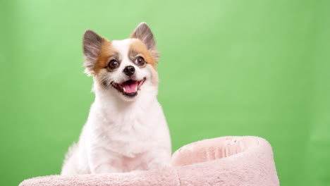 Perro-De-Color-Blanco-Y-Cervatillo-En-Miniatura-En-Primer-Plano,-Con-Un-Aspecto-Divertido-Y-Animado-Mientras-Descansa-Sobre-Una-Alfombra-Rosa-Hecha-De-Tela-Contra-Un-Fondo-Verde