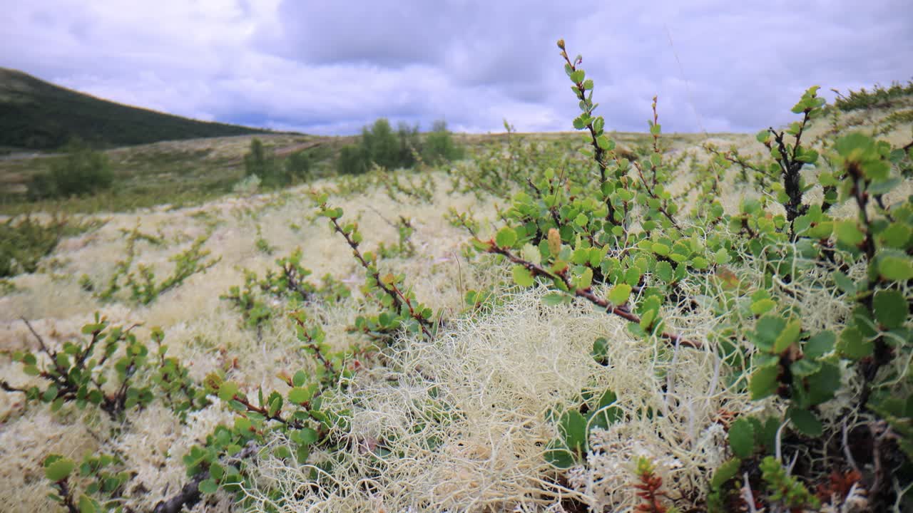 북극 드라, 아름다운 자연, 노르웨이 자연 풍경