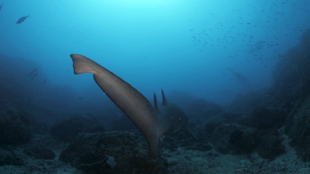 punto de vista de los buzos mirando siguiendo a un gran tiburón mientras su cola se mueve a través de la corriente oceánica