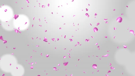 flower petals falling into camera, pink rose, smelling flowers, dust, glitter, exploding loop background.