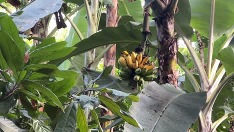 forest bird eating banana from tree