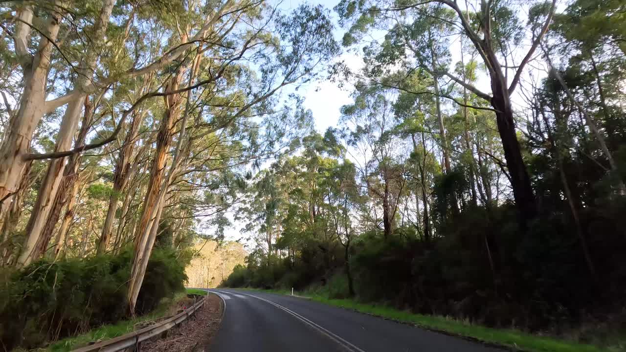 울창한 숲 풍경을 가로질러 조용한 운전