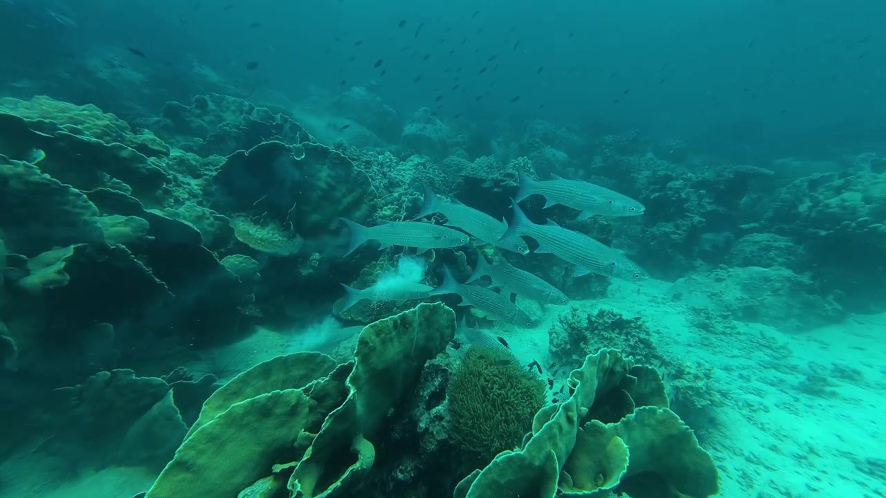 Horizontal underwater footage tracking a school of tropical reef fish across coral formations and sandy seabed during a scuba dive near Koh Kra Lek, Koh Kood, Thailand