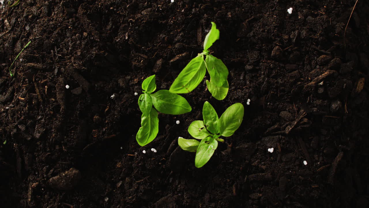 Overhead video of three green seedlings growing in dark soil, with copy ...