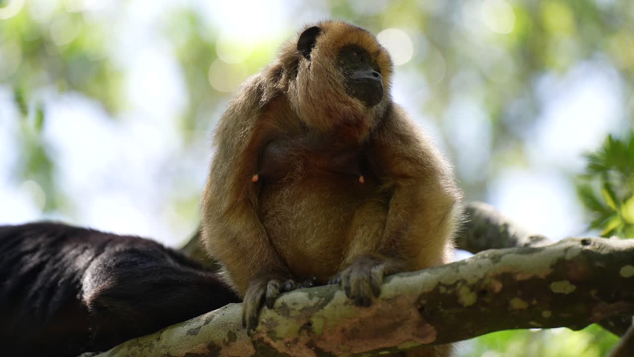 mono aullador en la jungla sentado en los árboles