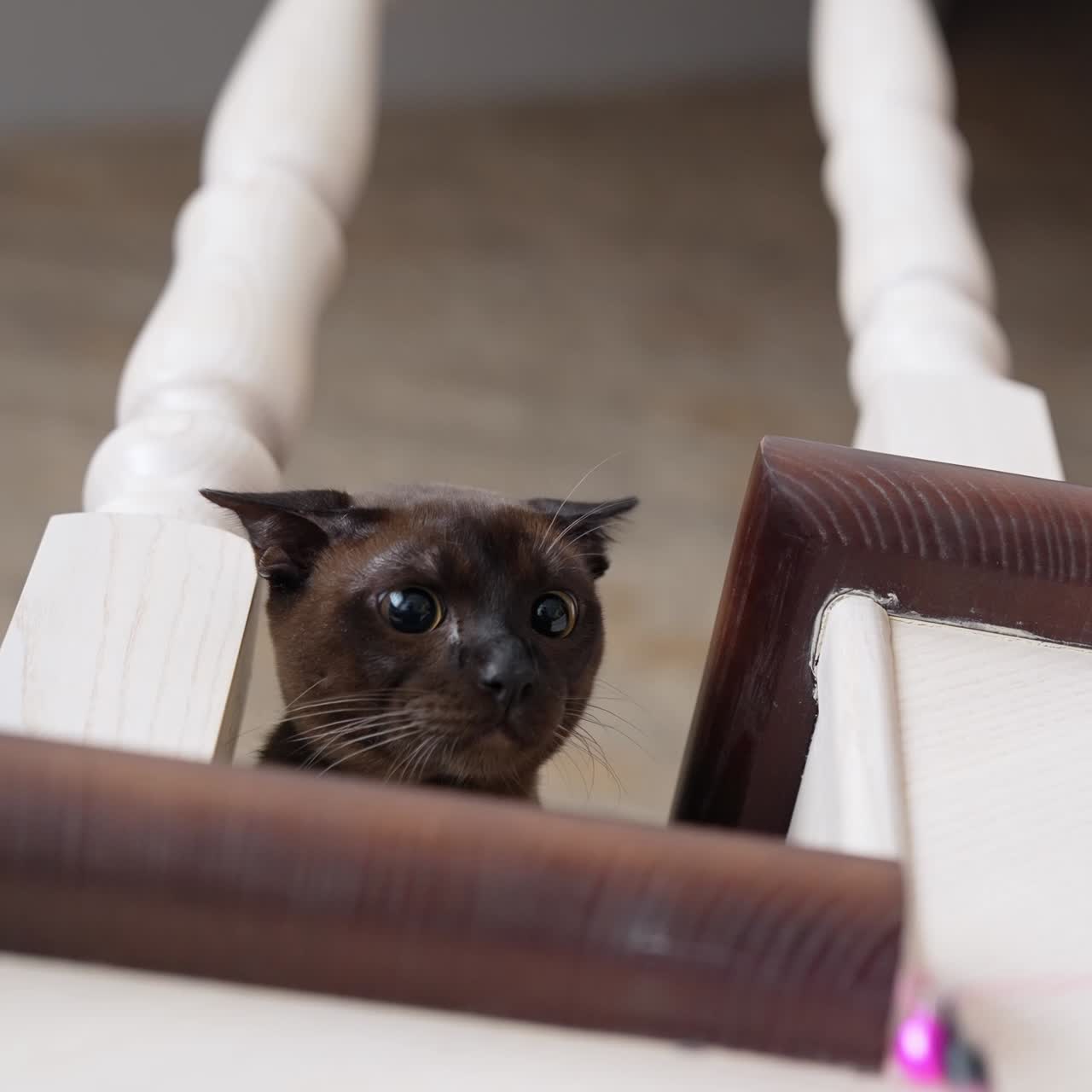 Un tenero gattino cerca di acchiappare nuovi giocattoli. Un piccolo e adorabile animale a caccia di un giocattolo