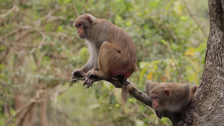 Macaques in nature. Macaques constitute a genus (Macaca) of gregarious monkeys. Macaques are found in a variety of habitats throughout the Asian continent and are highly adaptable.