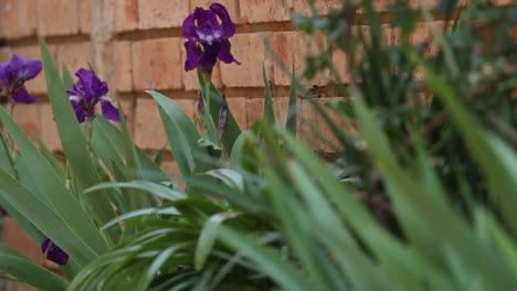 Wind-blowing-purple-flower-in-focus