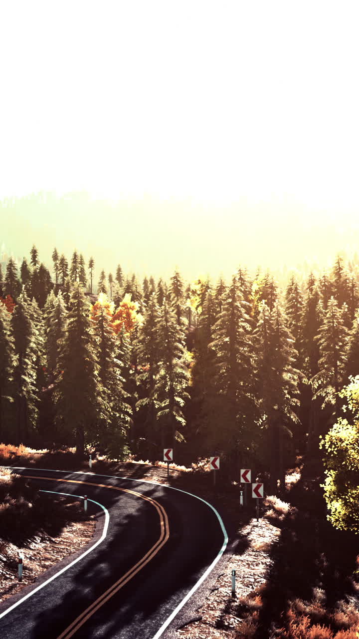 숲 을 가로지르는 휘어지는 길