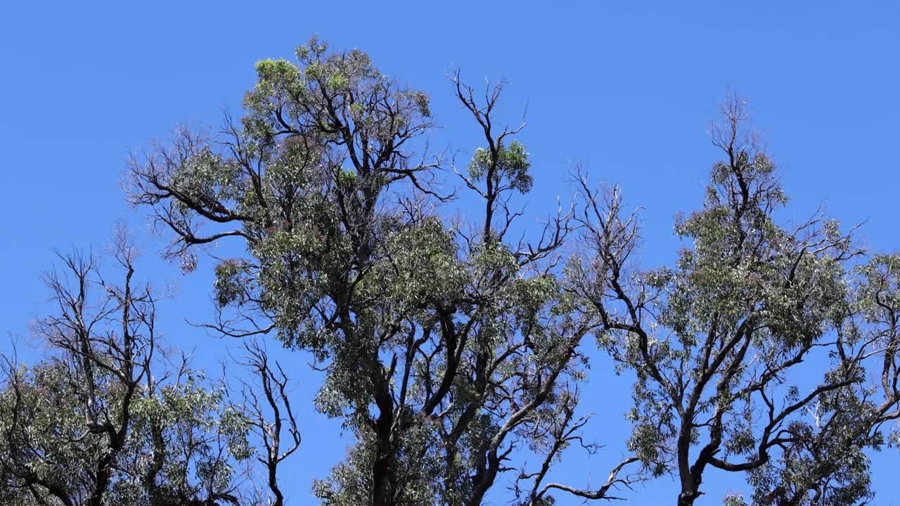 나무 가지가 부드럽게 흔들리는 타임스