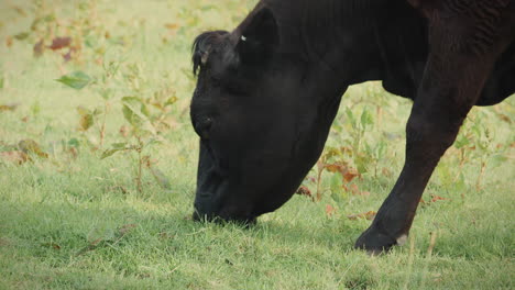 Vaca-Negra-Pastando-En-Un-Exuberante-Campo-Verde-En-Un-Día-Soleado