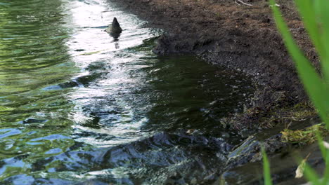 Kontaminiertes-Wasser-Durch-Umweltverschmutzung-Und-Globale-Erwärmung