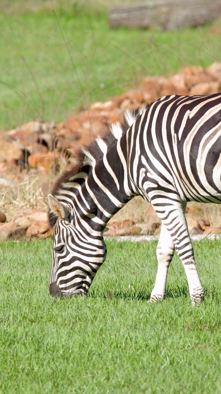 En steppezebra spiser grønt græs i en solrig udendørs indhegning med klipper og træstammer.