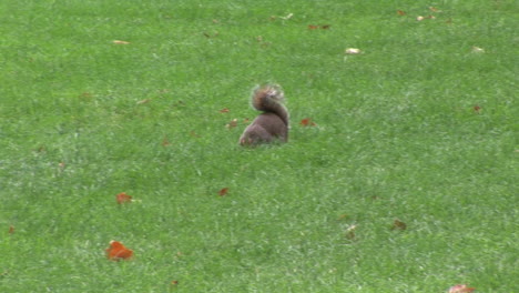 Eichhörnchen-In-Einem-Park