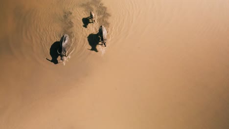 Aerial-fly-over-early-morning-Water-Buffalo-family-with-calf-meander-freely-along-the-wild-muddy-waters-of-Tonle-Sap-lakeside,-South-East-Asia,-enjoying-their-relaxing-lifestyle