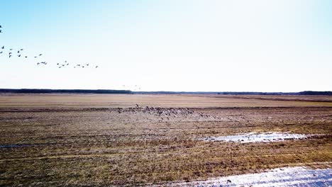 Aerial-view-of-large-flock-of-bean-goose-taking-up-in-the-air,-flooded-agricultural-field,-sunny-spring-day,-wide-angle-drone-shot-moving-forward