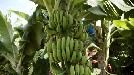 manojo de fruta de plátano verde que crece en la palmera en un día soleado y brillante, vista de movimiento