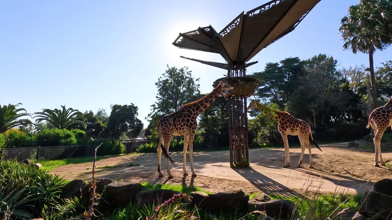 멜버른 동물원 에서 가노피  에서 먹이 를 먹는 지라프