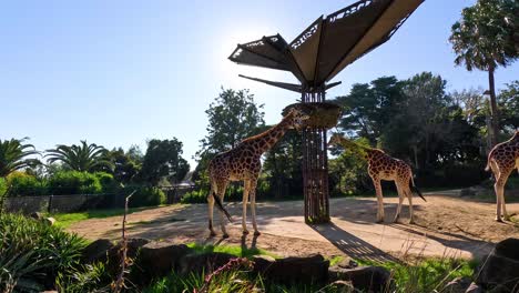 giraffes feeding under a canopy at melbourne zoo