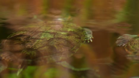 tortugas nadando bajo el agua.