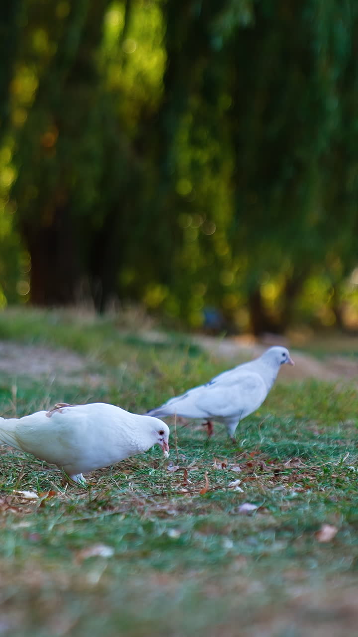 Pigeon walking on a grass. Wild birds walks outdoor in a park. Vertical video