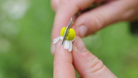 nahaufnahme der hände, die mit einem kleinen taschenmesser, tag, eine halbe kamillenblüte schneiden