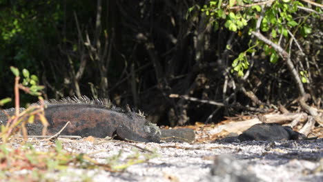 Iguanas-Marinas-De-Galápagos-Tomando-El-Sol-En-El-Suelo-En-La-Estación-De-Investigación-Charles-Darwin