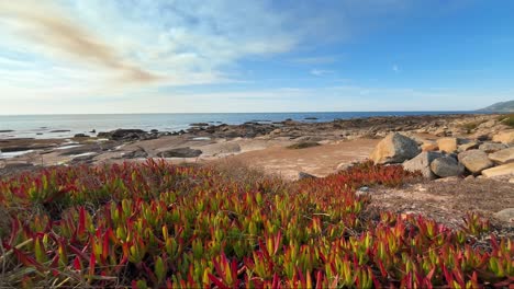 serene coastal landscape with red plants