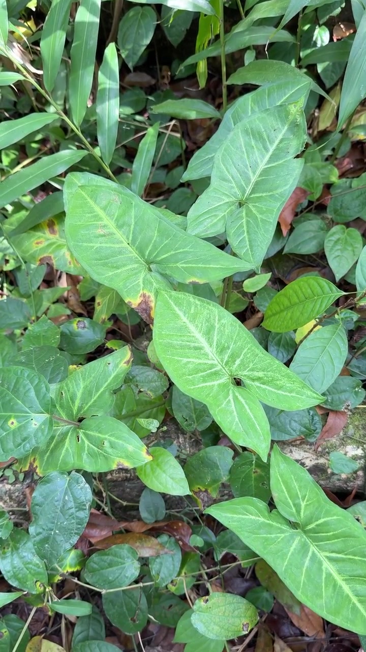 Hojas verdes de singonio creciendo en el suelo de la selva tropical.