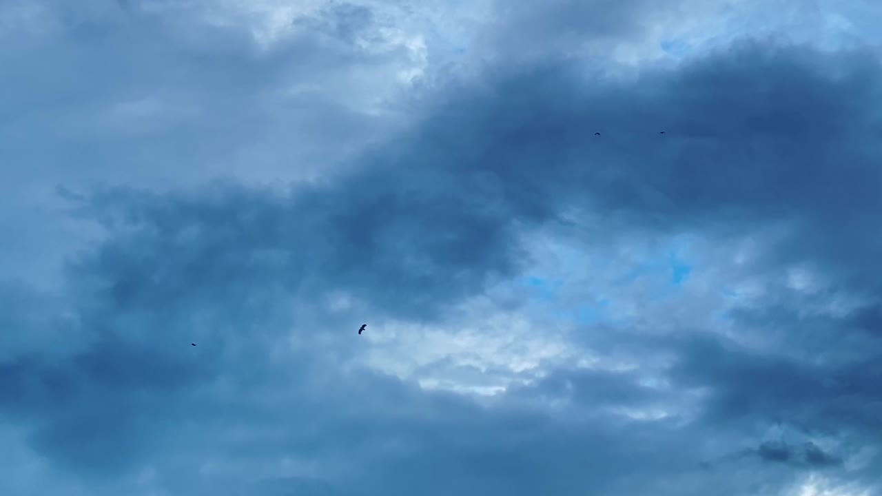 새 들 이 있는 구름 은 하늘