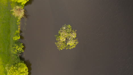 Pájaros-Volando-Hacia-El-Nido-Dentro-De-Una-Pequeña-Isla-De-árboles-En-El-Lago,-Creando-Una-Escena-Natural