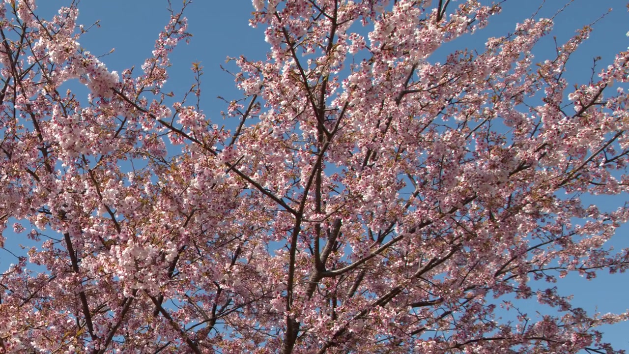 Fiori di sakura rosa vivaci ondeggiano dolcemente sui rami sotto la luce solare intensa a Tokyo, Giappone.