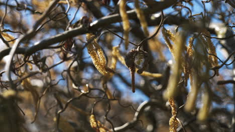 spring tree branches with catkins