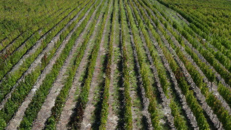 Aerial---vineyard-in-the-Andes,-Argentina,-wide-forward-overhead-shot