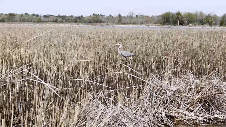 waterfowl, crane in marsh near charleston sc, south carolina