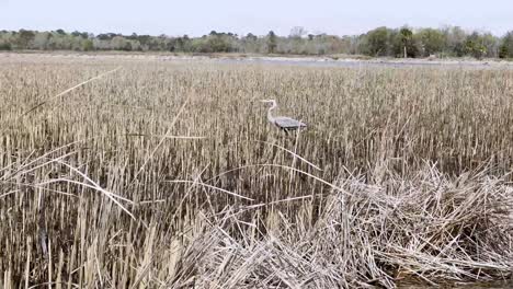 Wasservögel,-Kranich-Im-Sumpf-In-Der-Nähe-Von-Charleston,-South-Carolina