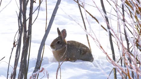 Wenn-Leichter-Schnee-Fällt,-Hält-Ein-Waldkaninchenkaninchen-Vollkommen-Still,-Um-Von-Raubtieren-Nicht-Gesehen-Zu-Werden