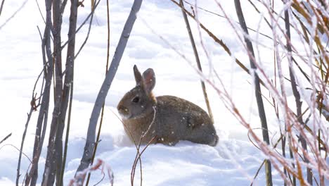 as light snow gently falls, a cottontail rabbit holds perfectly still to remain unseen from predators
