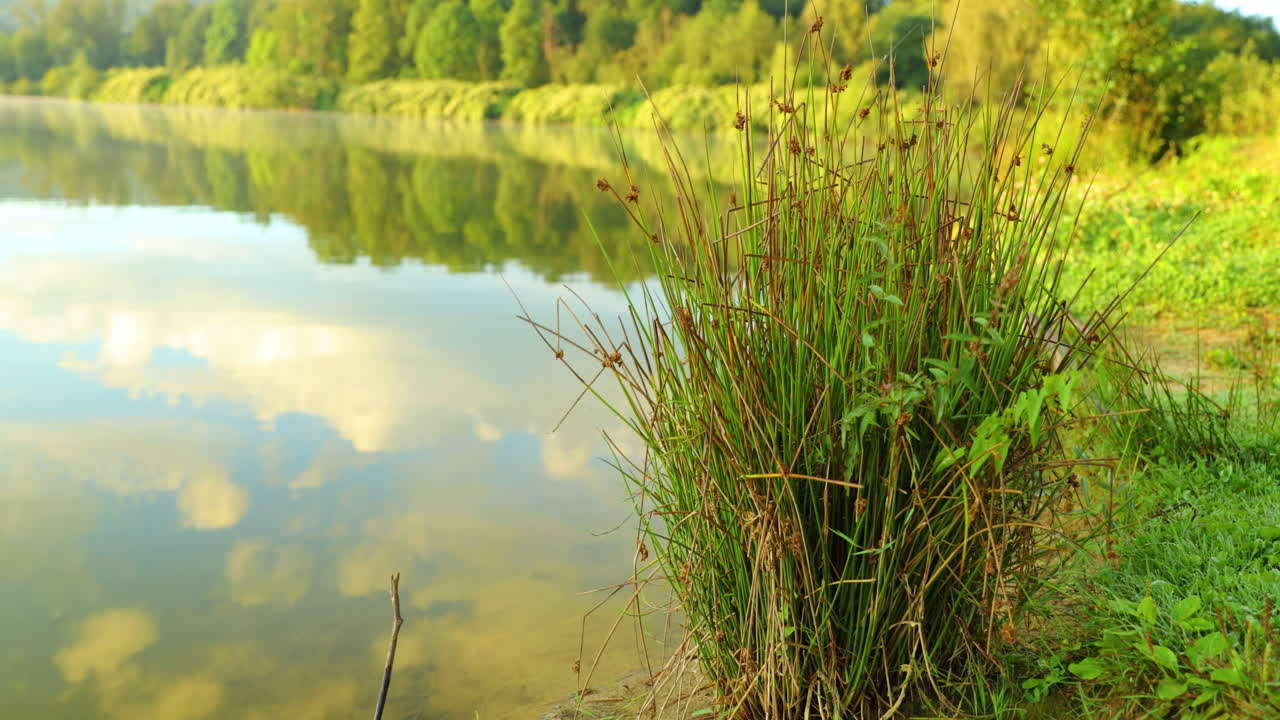 billede af rør på vandniveau i søen med dybde af vandfeltet, der ligger bag rør ved solopgang i tåge over søens overflade tæt optaget i høj opløsning 4k 60fps