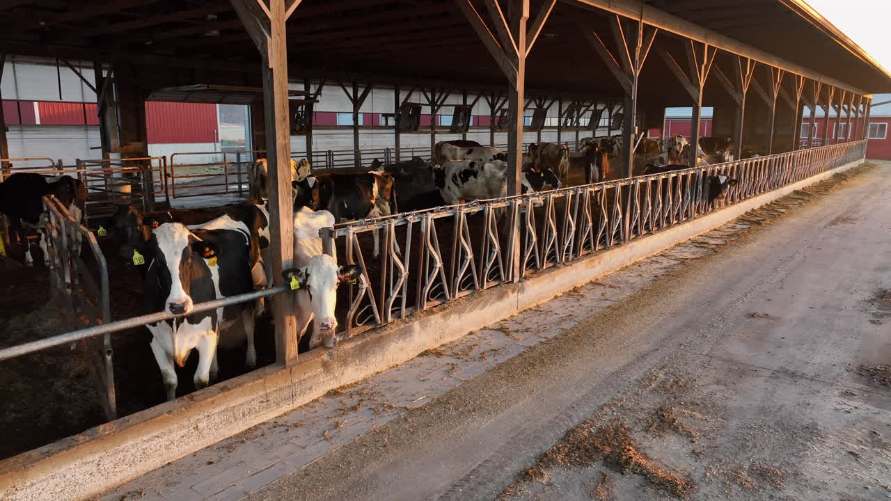 Mucche Holstein bianche e nere in una stalla a cielo aperto negli Stati Uniti