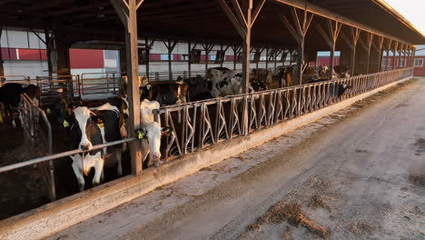 Black-and-white-Holstein-cows-in-outdoor-open-air-barn-in-USA