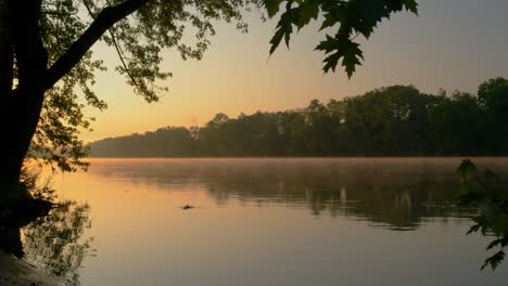 big tree by riverbank on a calm morning